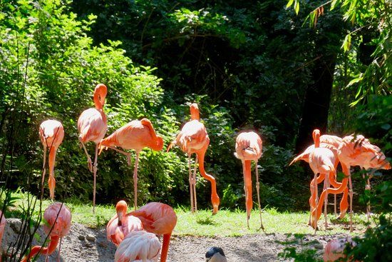 Jardim Zoológico de Chapultepec